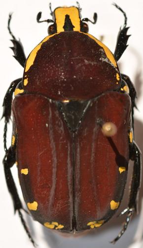 Euchroea oberthuri